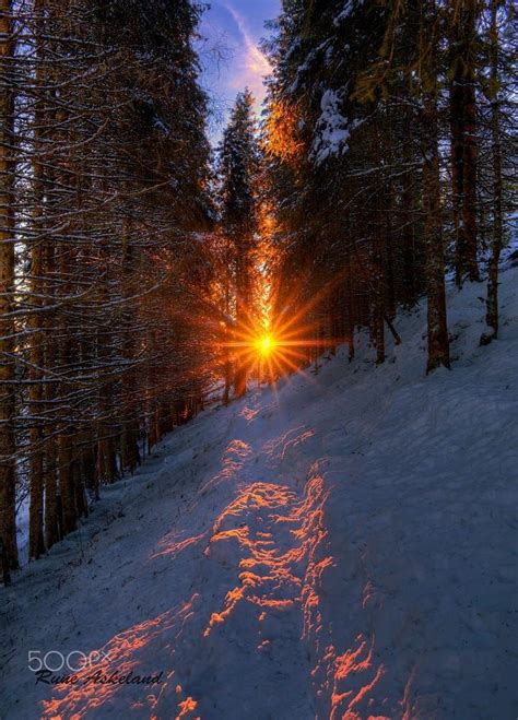 Woodland Sunrise By Rune Askeland Trees Sunrise Morning Forest