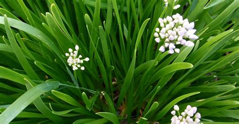 Lovely White Flower Buds · Free Stock Video