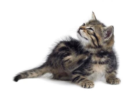 The pictures show youngsters and the ears are proportionally larger making them very noticeable. Miliary Dermatitis in Cats - Causes, Symptoms and Care