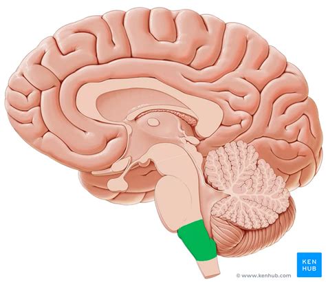 Midsagittal Section Of Human Brain Part 1 Diagram Quizlet