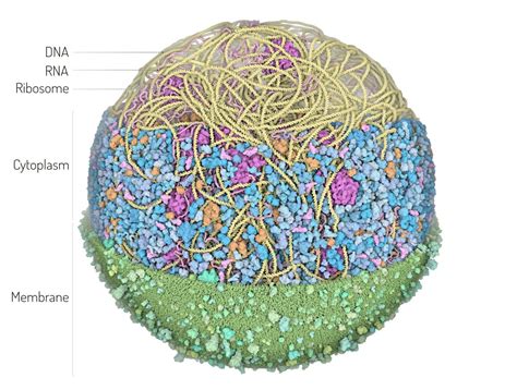 3d Whole Cell Model Of A Mycoplasma Bacterium Center For