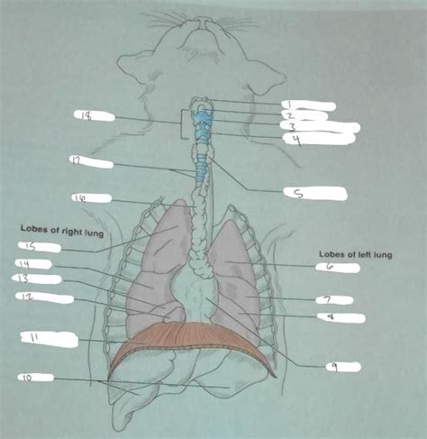 Dissection Of The Respiratory System Of The Cat Dissection Exercise 6
