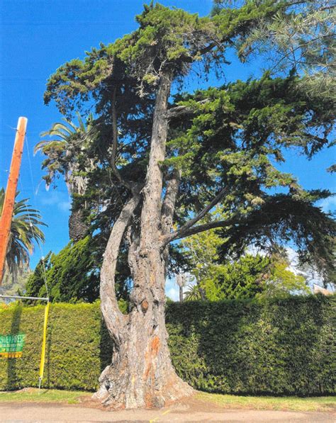 Monterey Cypress In Old Encinitas Makes Citys Heritage List