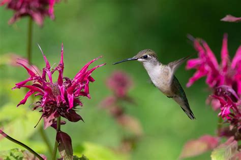 15 Nectar Plants To Attract Hummingbirds Butterflies And Other