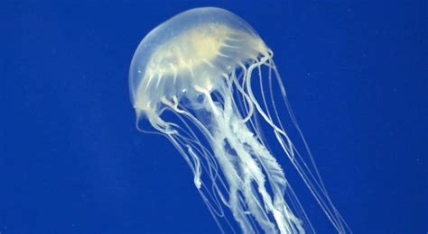 Australian Teen Dies After Box Jellyfish Sting Lcanews