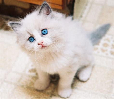 20 Most Affectionate Cat Breeds In The World Cute Cat Breeds Cat