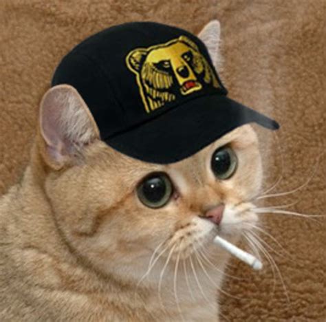 Image 180943 Starecat Grafics Cat Cats You Meme Know Your Meme