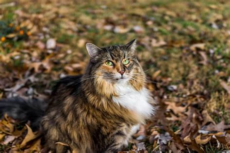 How To Tell If Your Cat Is A Maine Coon 5 Easy Steps