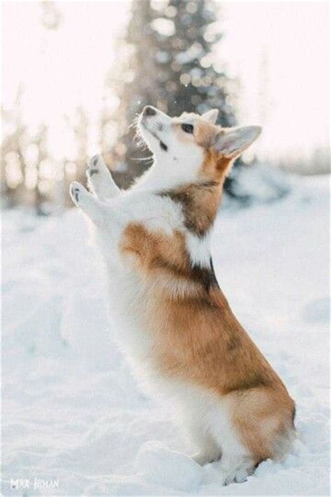 Lift Off Monday 10 Corgis Who Believe They Can Fly The