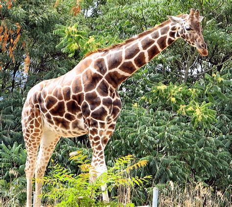 Animals Pictures Gallery Giraffe The Tallest Animal In The World