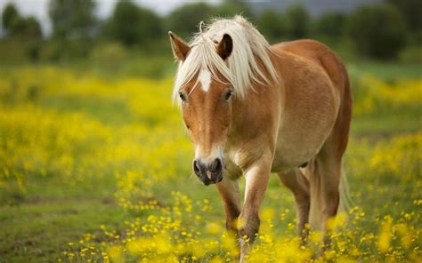 Cute Horse Wallpapers Wallpaper Cave