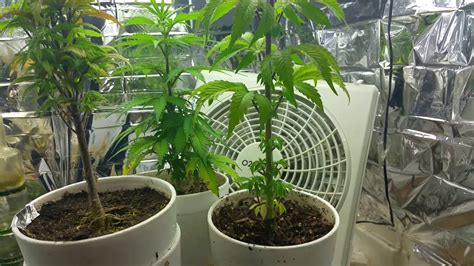 This giant grow box can grow any plant indoors. Cfl grow refrigerator box - YouTube
