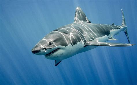1366x768px 720p Free Download Sharks Shark Underwater Hd