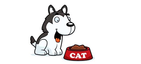 Problems arise if the cat eats dog food for a prolonged period of time. Is it Safe for a Dog to Eat Cat Food?
