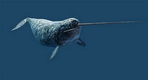 Narwhal Monodon Monoceros Facts About Animals