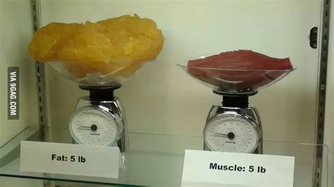 Five Pounds 25 Kg Of Fat Compared To Five Pounds Of Muscle 9gag