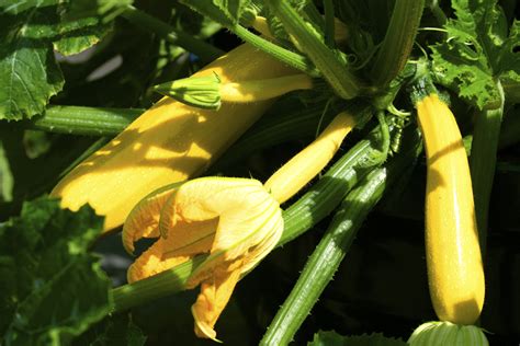 Sun And Soil Requirements For Growing Summer Squash Food Gardening