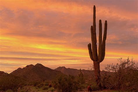 Sonoran Desert Sunset Photograph By Amy Sorvillo