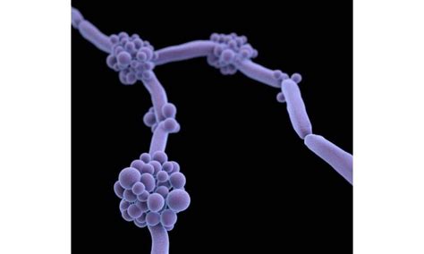 Study Shines Light On Spread Of Candida Auris
