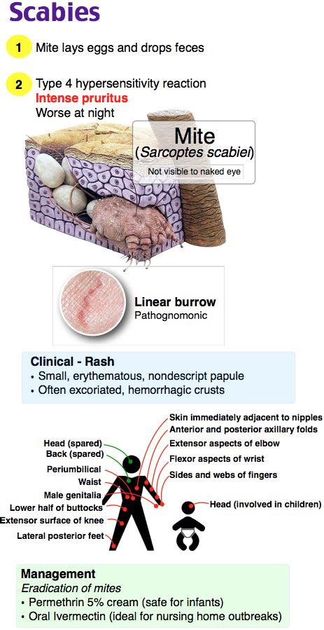 Rosh Review Dermatology Nurse Pediatric Nursing Nursing Programs