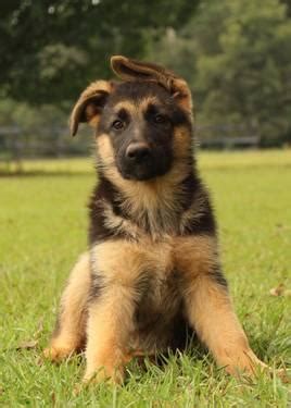 German shepherd puppy vs soccer ball. AKC German Shepherd Puppies For Sale Champion Bloodlines ...