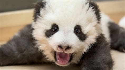 Berlins Three Month Old Giant Panda Cubs Cgtn