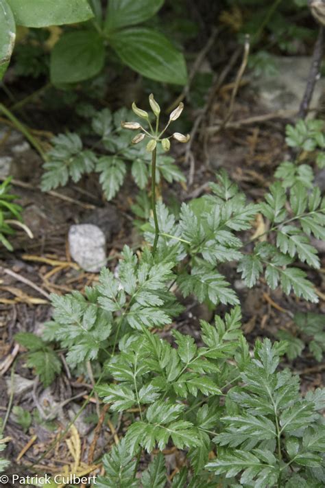 Indicator Plants Coastal Indicator Plants Of Bc Frst 201