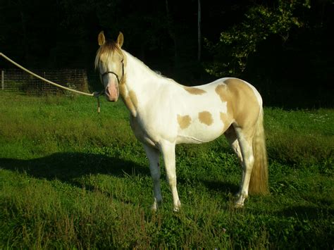 Horses for Sale