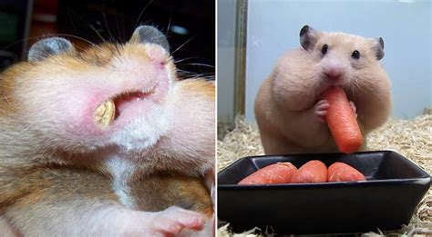 Funny Pictures Of Hamsters