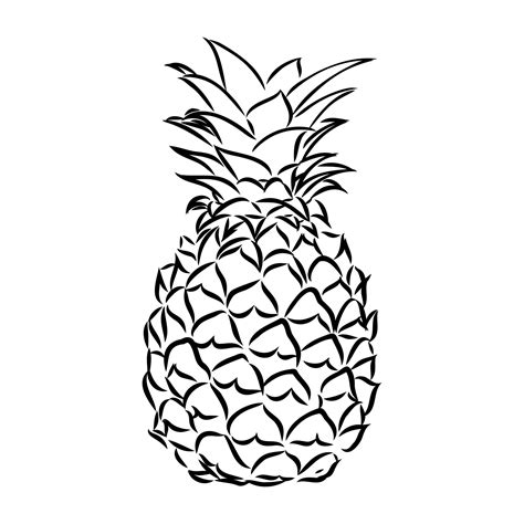 Pineapple Vector Sketch 7307544 Vector Art At Vecteezy