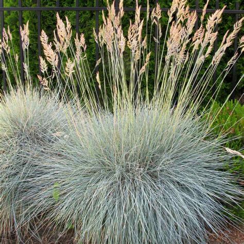 Indoor Plants Hardy Ornamental Grass So Easy To Grow Four Seasons