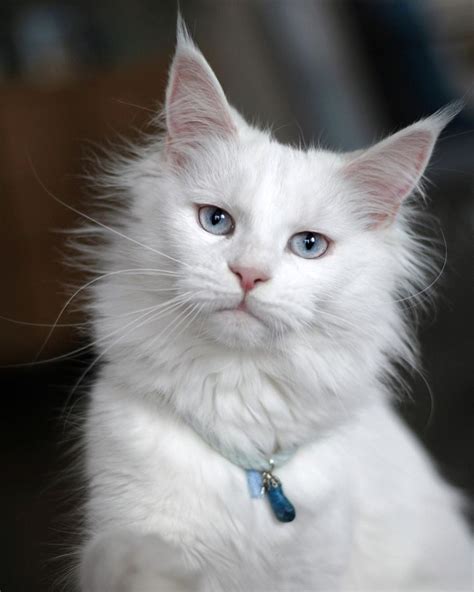Gorgeous Long Haired White Kitty Gatos Paisaje Urbano Urbano