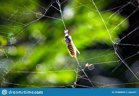 insect caught in spider web stock image image of cobweb macro 197885653