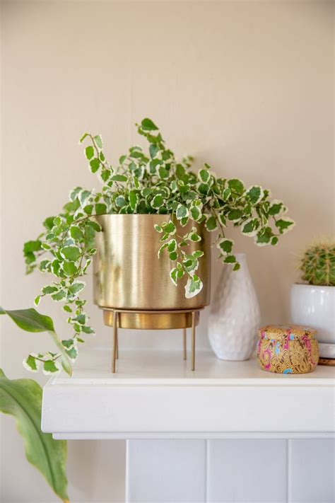 Ivy Plant Care Tips For Growing Ivy Indoors Artofit