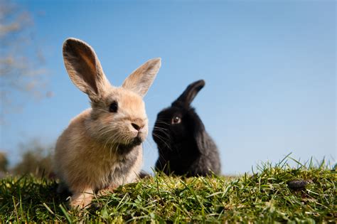 How To Look After A Rabbit Rabbit Bedding Vaccinations And Behavior