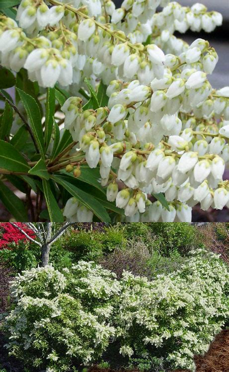 Buy Prelude Dwarf Pieris Japonica Free Shipping Wilson Bros Gardens