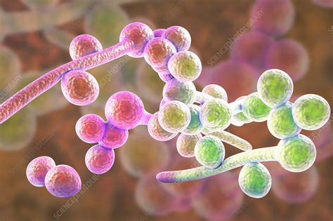 Candida Albicans Hyphae Stages Illustration Stock Image F0183307
