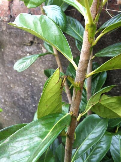 My dark green Laurel is having it's leaves eaten off  Grows on You