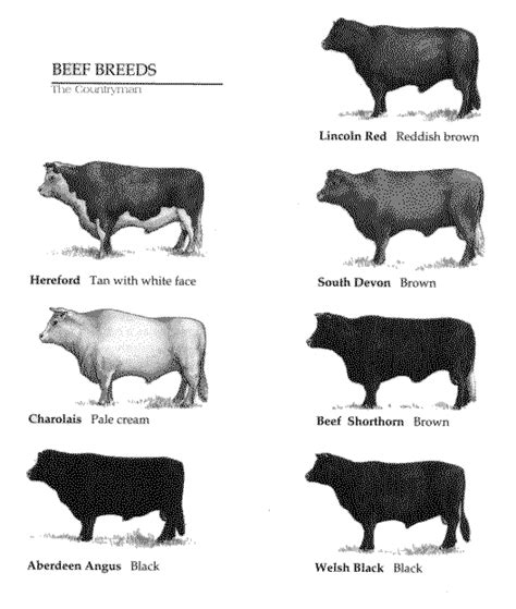 Types Of Beef Cattle Cattle Farming Cattle Ranching Beef Cattle