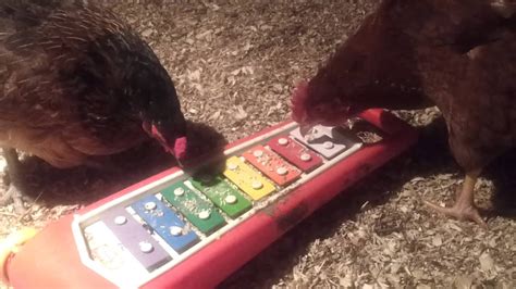 Chickens And Xylophone Youtube