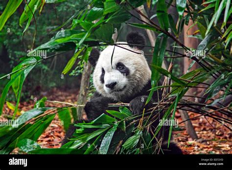 Giant Panda Ailuropoda Melanoleuca Eating Bamboo In The Chengdu