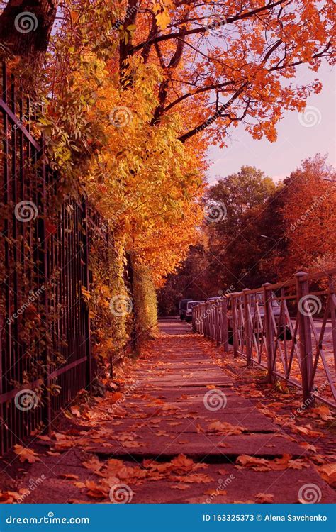 Autumn Daygolden Alleyoctober Sunny October Stock Image Image Of