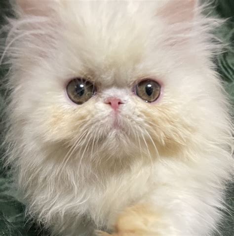 Persian Cats For Sale Elizabethtown Ky