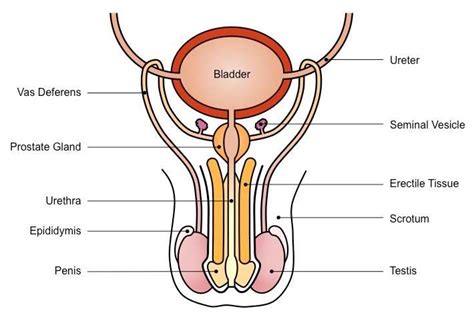 Illustration on a white background. Male reproductive system diagram