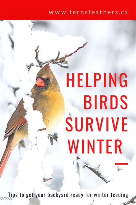 Tips To Help Birds Survive Winter Backyard Birds Sanctuary Winter Bird Backyard Birds