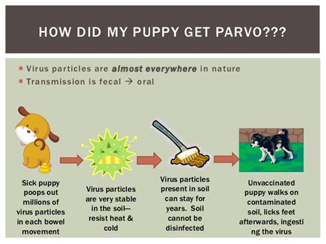 Your puppy will lose interest in all play and will appear nearly lifeless when. The.Bouncy.Mutt: Common Puppy Illness/Pest Treatment and ...