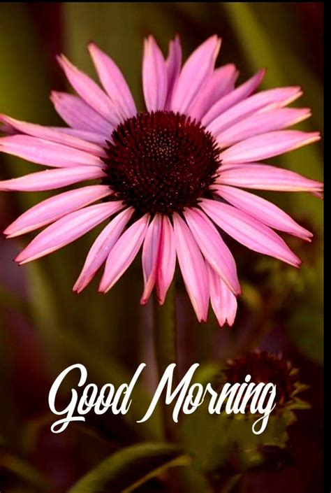 Good Morning Wishes Friends Morning Pics Morning Blessings Good