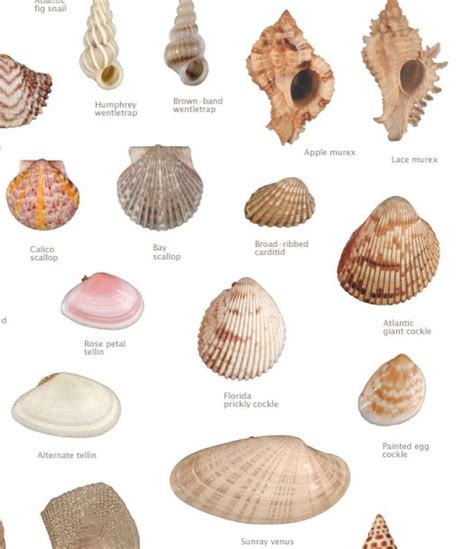 Sea Shells Shells Seashell Identification
