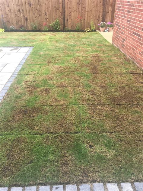 New Lawn Brown Patches — Bbc Gardeners World Magazine