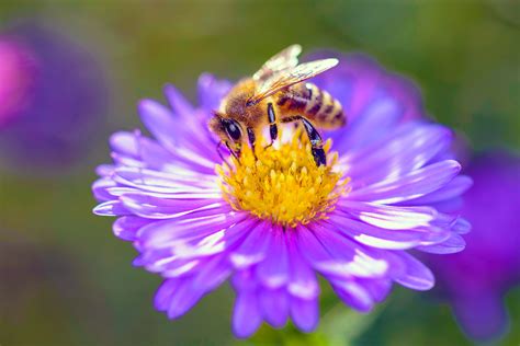 Honeybee Pollination Produces Plant Offspring Vastly Inferior To Plants